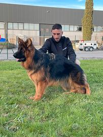 Cucciola di Pastore Tedesco