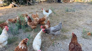Galline ovaiole