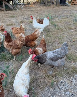 Galline ovaiole