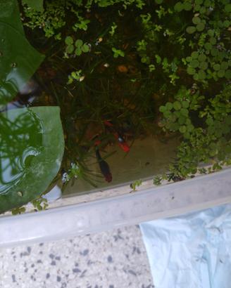 Guppy show