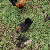Galline Olandesi nane