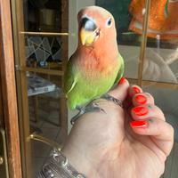 Disponibili inseparabile allevato a mano