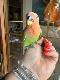 Disponibili inseparabile allevato a mano