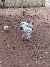 Galline