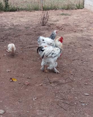 Galline