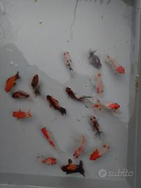 Carpe koi e pesci ornamentali per laghetti  RY