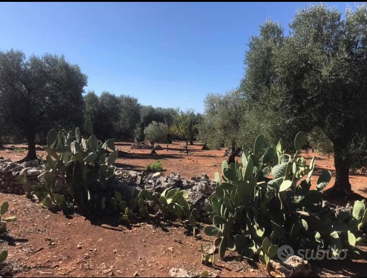 Terreno agricolo - Vista 4