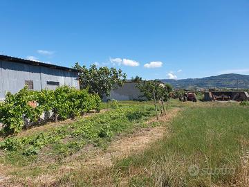 Terreno quasi 1 ettaro a Paestum