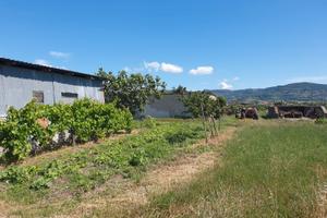 Terreno quasi 1 ettaro a Paestum