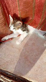 Gattini