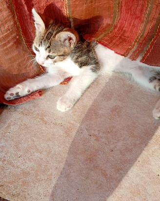Gattini