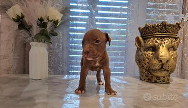 Cuccioli Pitbull ukc