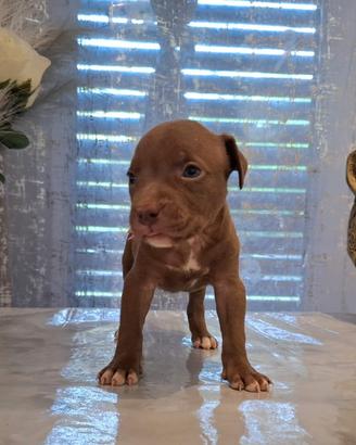 Cuccioli Pitbull ukc