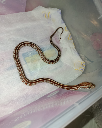 Serpente del grano