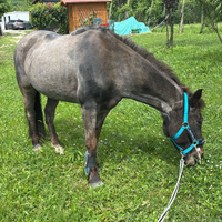 Pony castrone Criollo