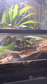 Terrario bioattivo