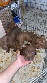 Pit bulll