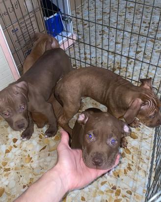 Pit bulll