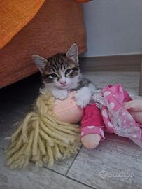 Gattina