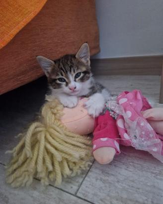 Gattina