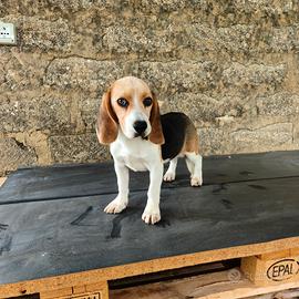 Beagle pedigree ENCI