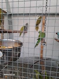 Parrocchetti dal collare