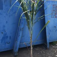 Palme cocus