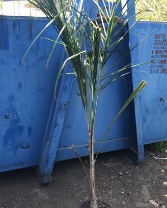 Palme cocus