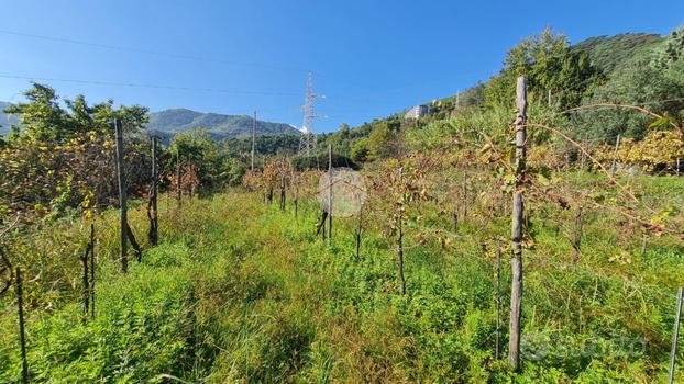 TER. AGRICOLO A PELLEZZANO