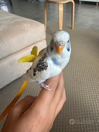 Cocorita allevato a mano