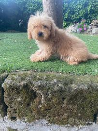 Maschietto di Maltipoo
