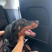 Doberman cucciolo