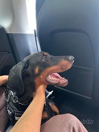 Doberman cucciolo