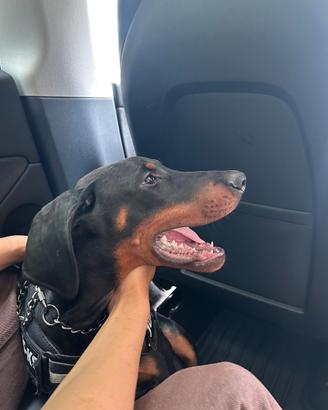 Doberman cucciolo