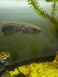 Channa Red Asiatica