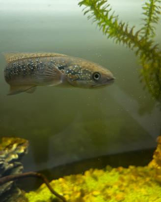 Channa Red Asiatica