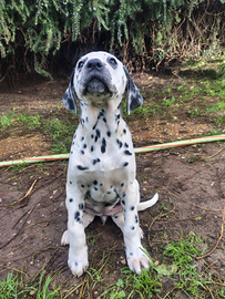 Cuccioli Dalmata