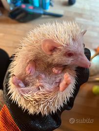 Riccio africano albino cucciolo