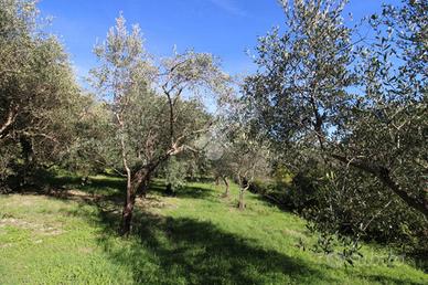 TER. AGRICOLO A SALISANO