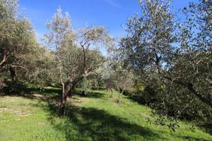 TER. AGRICOLO A SALISANO