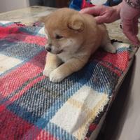 Shiba Inu rosso cuccioli con Pedigree Italiano