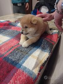 Shiba Inu rosso cuccioli con Pedigree Italiano