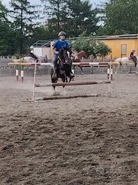 Cavallino da scuola