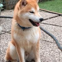 Cucciolo di shiba Inu con pedigree enci Genitori v
