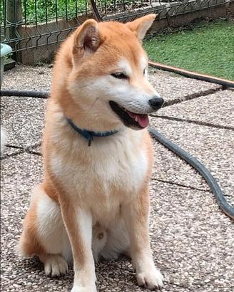 Cucciolo di shiba Inu con pedigree enci Genitori v