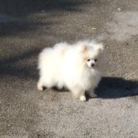 Spitz Pomerania nano