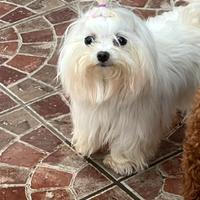 Maltese pedigree enci