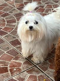 Maltese pedigree enci