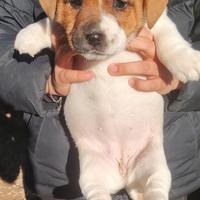 Jack Russell Terrier