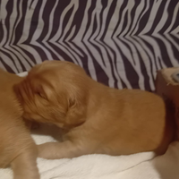 Golden retriever prevalentemente americani